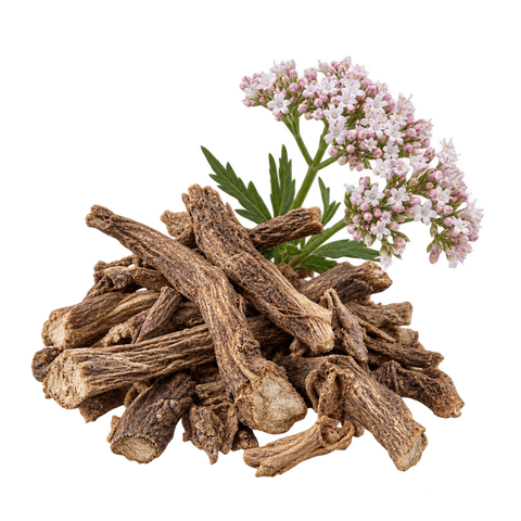 Valerian Root