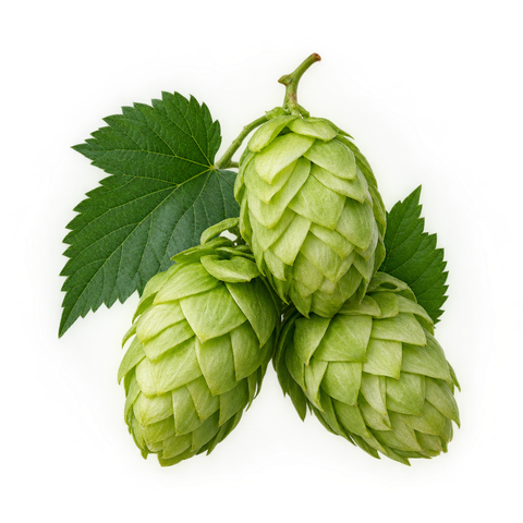 Hops